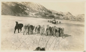 Image of Dogs in front of team on return from Musk-Ox trip-Good Going
